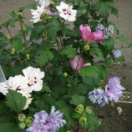 Hibiscus syriacus ‘Tricolor’ - altheastruik, heemstroos