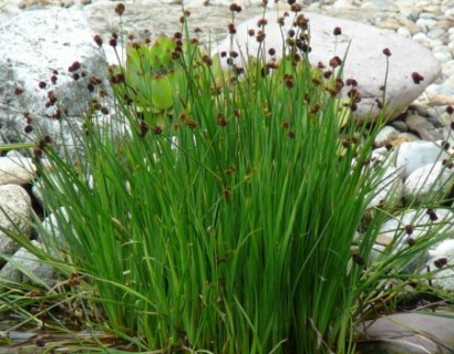 Juncus encifolius - dwergrus