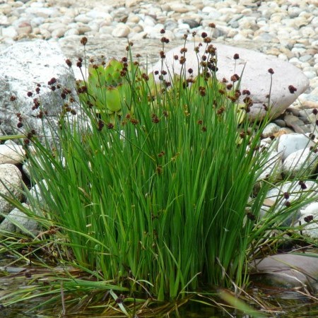 Juncus encifolius - dwergrus