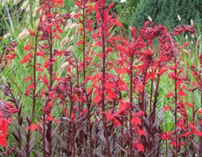 Lobelia fulgens ‘Queen Victoria’ - rode waterlobelia