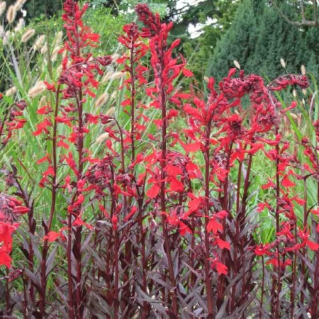 Lobelia fulgens ‘Queen Victoria’ - rode waterlobelia