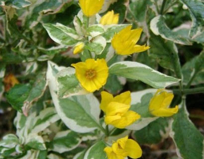 Lysimachia variegata - bont moeras