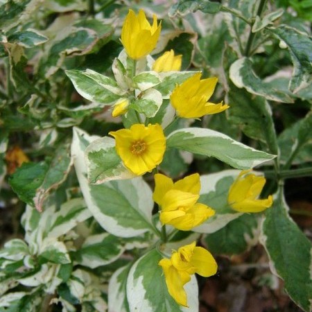 Lysimachia variegata - bont moeras