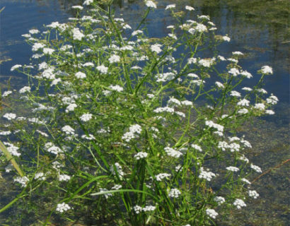 Oenanthe aquatica - watertorkruid