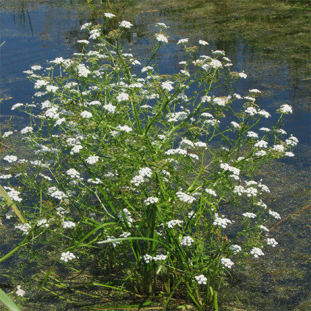 Oenanthe aquatica - watertorkruid