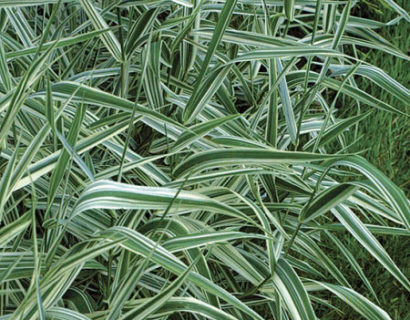 Phalaris arundinacea ‘Picta’ - bont rietgras