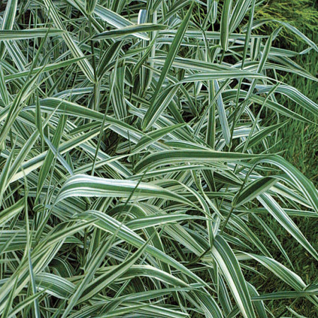 Phalaris arundinacea ‘Picta’ - bont rietgras