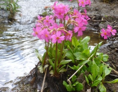 Primula rosea - sleutelbloem