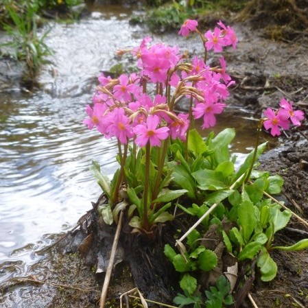 Primula rosea - sleutelbloem