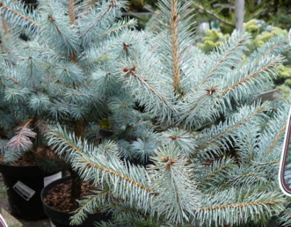 Picea pungens ‘Blue Diamond’ - blauwspar