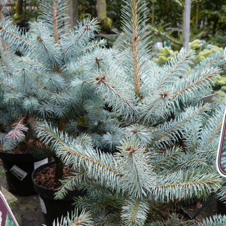 Picea pungens ‘Blue Diamond’ - blauwspar