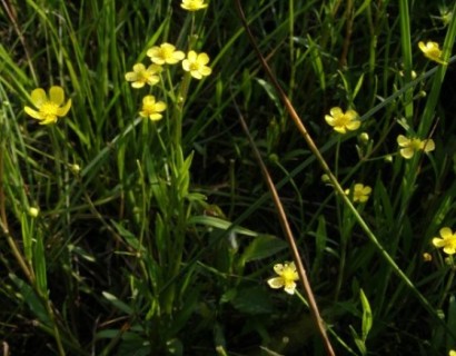 Ranunculus flammula - egelsboterbloem