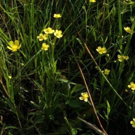 Ranunculus flammula - egelsboterbloem