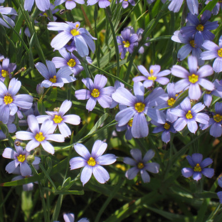 Sisyrinchium bellum - sisyrinchium