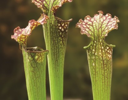 Sarracenia ‘Farnhannii’ - vleesetende moerasplant