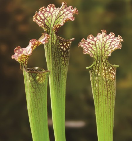 Sarracenia ‘Farnhannii’ - vleesetende moerasplant