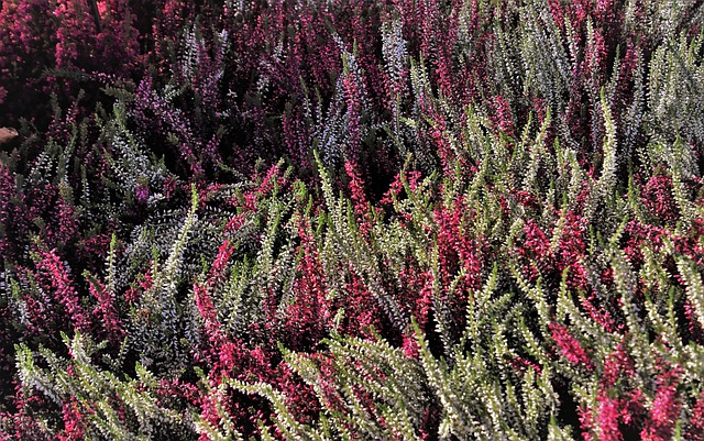 Heideplanten of heide