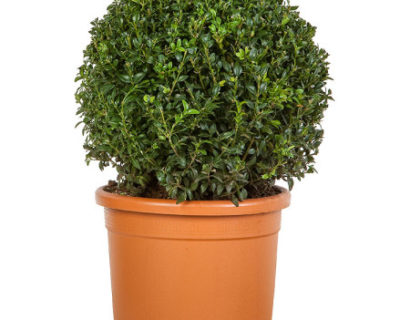 Buxus sempervirens bol 35 cm - palm