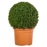 Tips voor een stralende Buxus in topconditie.