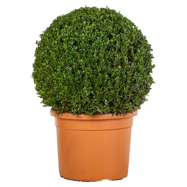 bemesten buxus