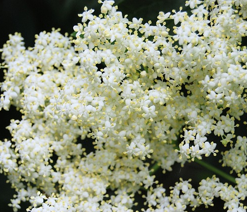 Sambucus nigra ‘Black Beauty’ - zwarte vlier