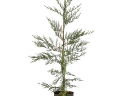 Cupressocyparis leylandii pot 3 liter 60/80 cm