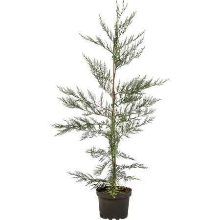 Cupressocyparis leylandii pot 3 liter 60/80 cm - groene haagconifeer