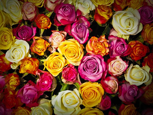 Rozen