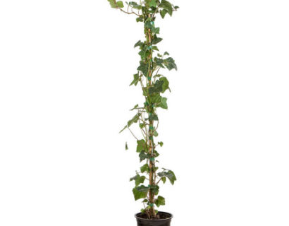 Klimop aan stok pot 1.5 liter 80/100 cm - grootbladige klimop