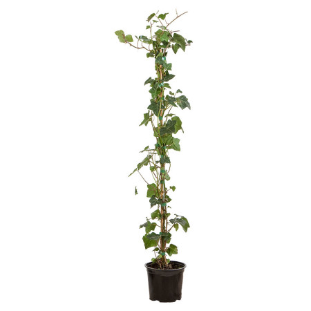 Klimop aan stok pot 1.5 liter 80/100 cm - grootbladige klimop