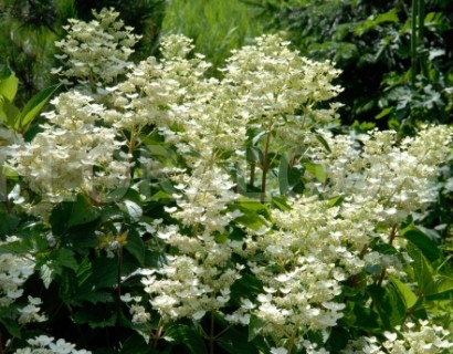 Hydrangea paniculata ‘Dahruma’ - schapenkop-hortensia