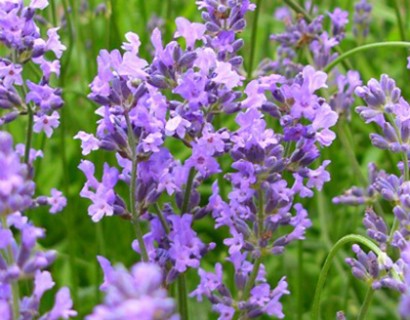 Lavandula angustifolia ‘Munstead’