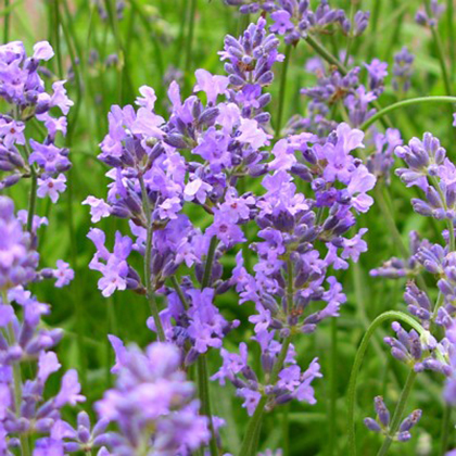  Lavandula angustifolia 'Munstead'.