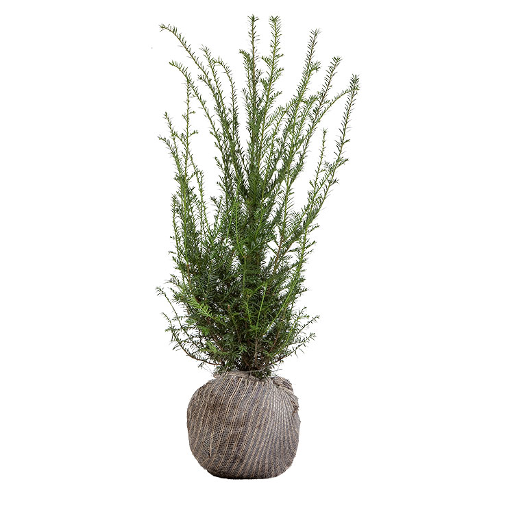 Taxus baccata met kluit.