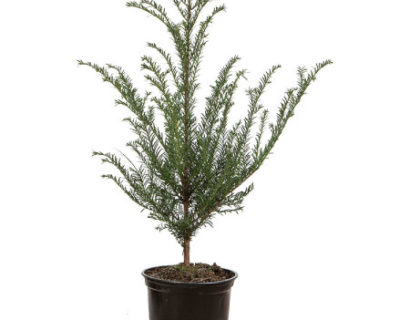 Taxus baccata pot 2 liter 30/40 cm - venijnboom