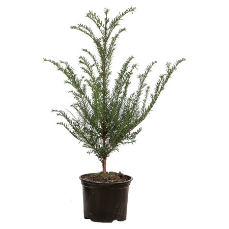 Taxus baccata pot 2 liter 30/40 cm - venijnboom