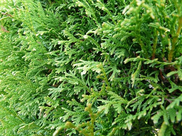 Haagplanten