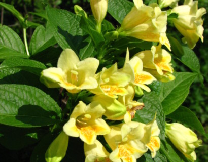 Weigela middendorffiana - weigela