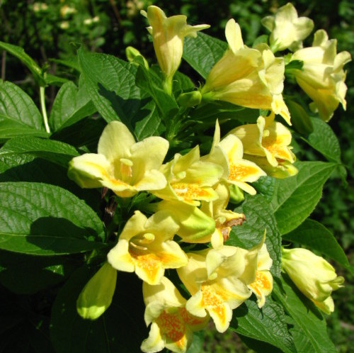 Weigela middendorffiana - weigela