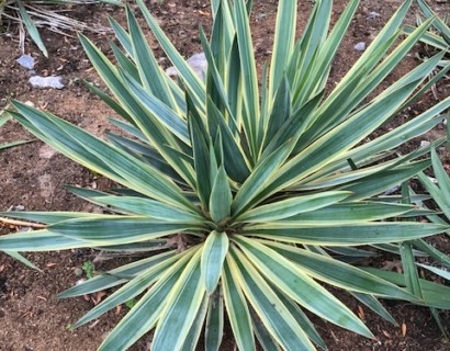 Yucca gloriosa ‘Variegata’ - palmlelie