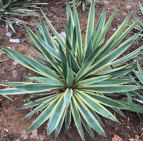 Yucca gloriosa ‘Variegata’ - palmlelie