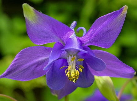Aquilegia ‘Blue Barlow’  (grote pot) - akelei
