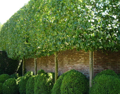 Carpinus betulus ‘Frans Fontaine’ voorgeleid - lei-carpinus/haagbeuk leivorm