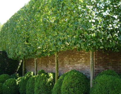 Carpinus betulus ‘Frans Fontaine’ voorgeleid - lei-carpinus/haagbeuk leivorm