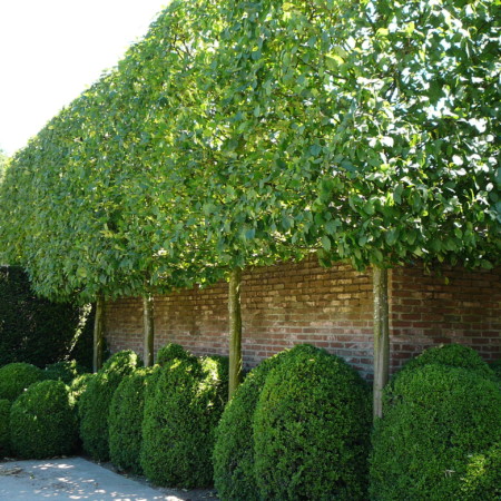 Carpinus betulus ‘Frans Fontaine’ voorgeleid - lei-carpinus/haagbeuk leivorm