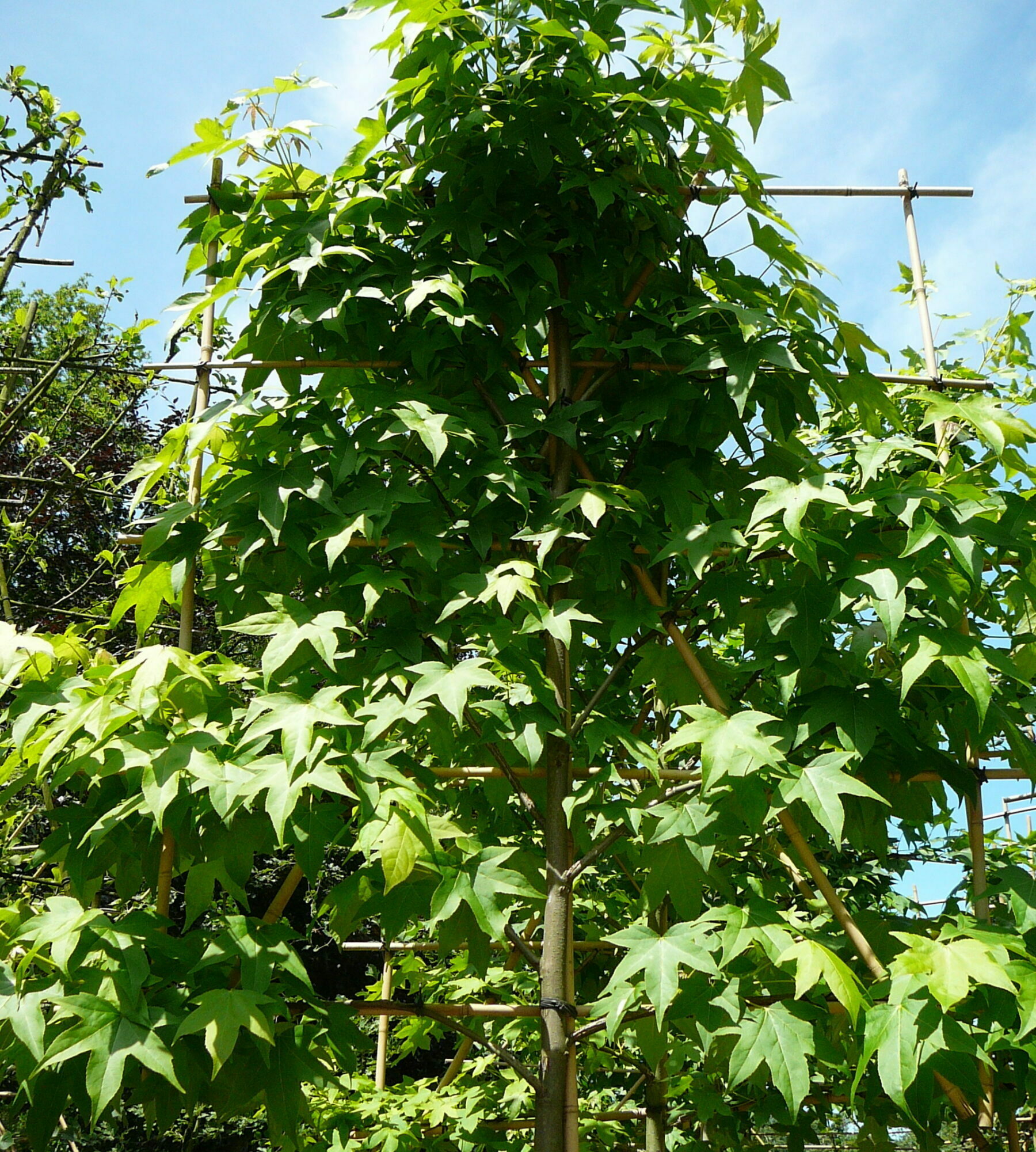 Liquidambar styraciflua voorgeleid - lei-Liquidambar/amberboom leivorm