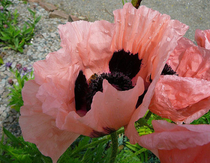 Papaver orientale ‘Prinzessin Victoria Louise’ - klaproos