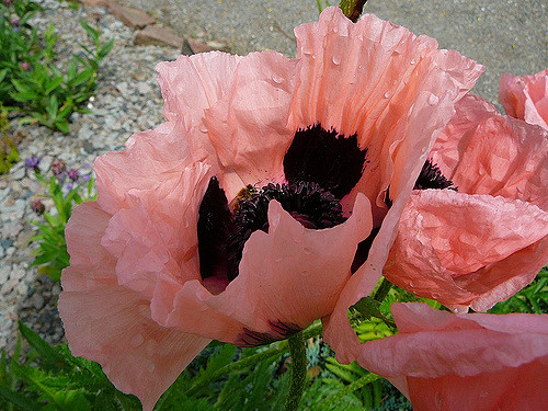 Papaver orientale ‘Prinzessin Victoria Louise’ - klaproos