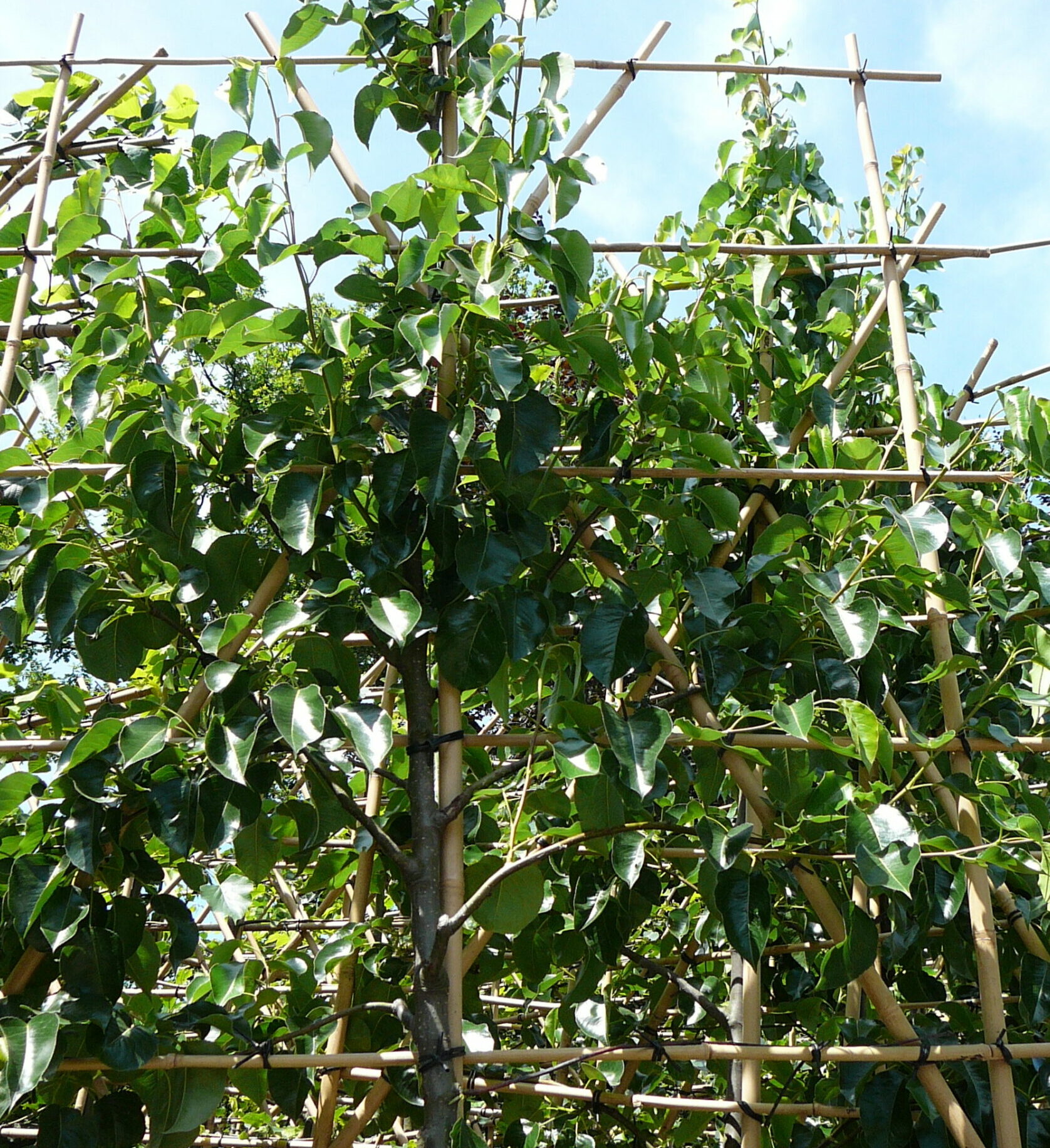 Pyrus ‘Chanticleer’ leipeer voorgeleid in pot