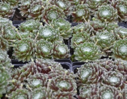 Sempervivum arachnoideum ‘Rubin’